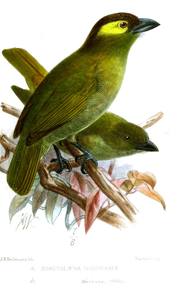StactolaemaWoodwardiKeulemans