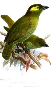 StactolaemaWoodwardiKeulemans