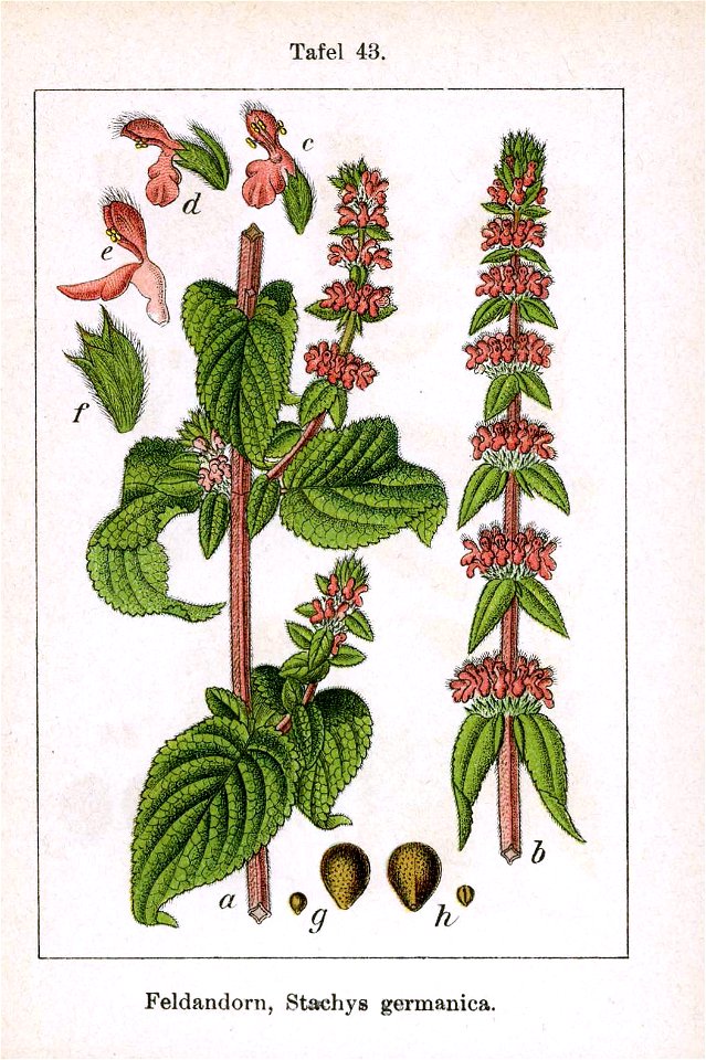 Stachys germanica Sturm 11043