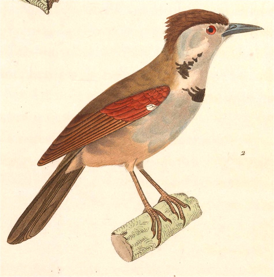 Stachyris melanothorax 1838