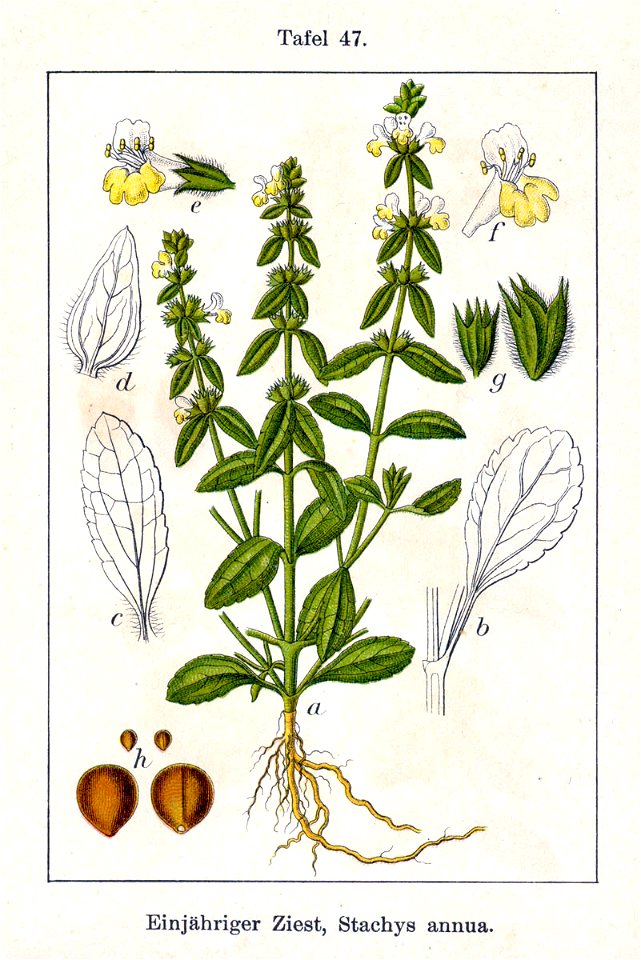Stachys annua Sturm47