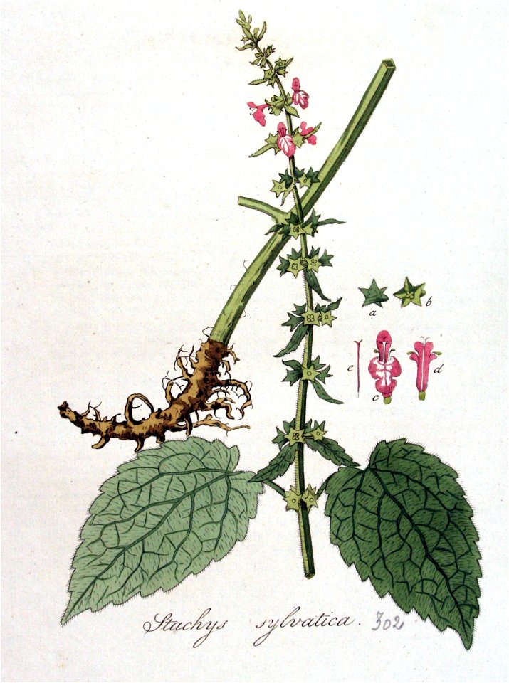 Stachys sylvatica — Flora Batava — Volume v4