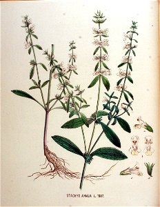 Stachys annua — Flora Batava — Volume v18. Free illustration for personal and commercial use.
