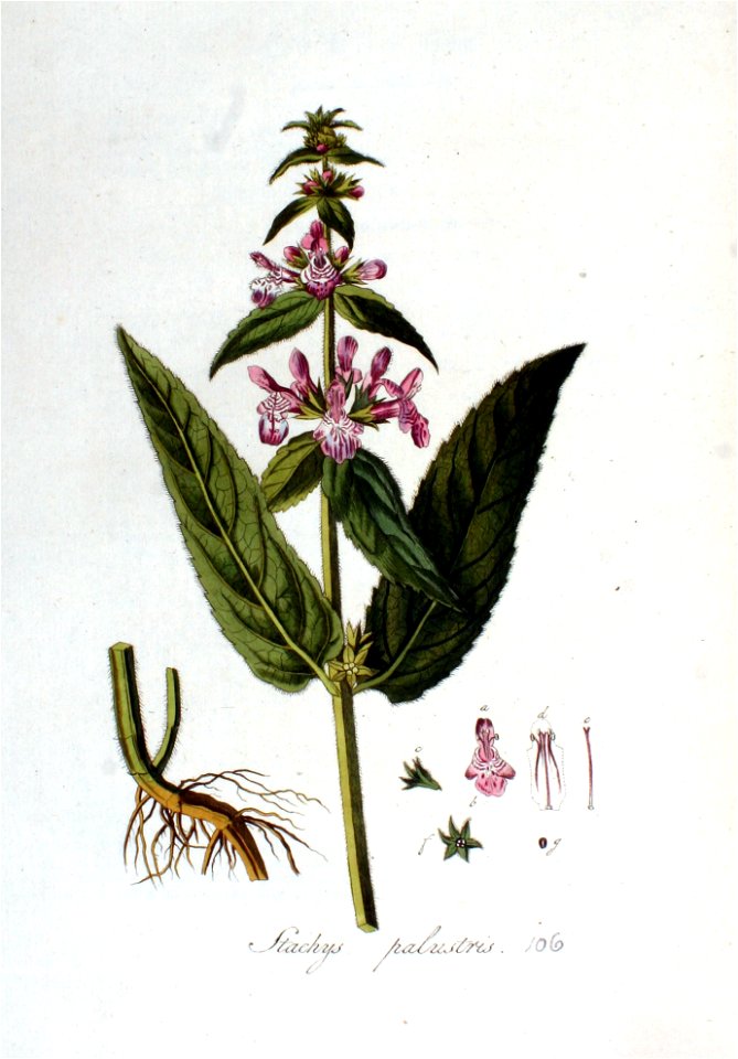 Stachys palustris — Flora Batava — Volume v2
