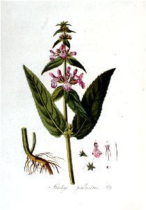 Stachys palustris — Flora Batava — Volume v2. Free illustration for personal and commercial use.