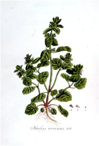 Stachys arvensis — Flora Batava — Volume v7