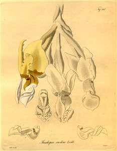 Stanhopea inodora- Xenia vol. 2 pl. 165 (1874). Free illustration for personal and commercial use.