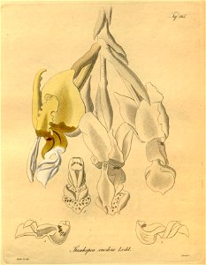 Stanhopea inodora- Xenia vol. 2 pl. 165 (1874)