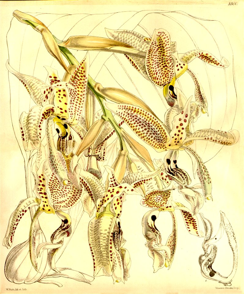 Stanhopea oculata - Curtis' 88 (Ser. 3 no. 18) pl. 5300 (1862)