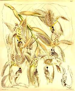 Stanhopea oculata - Curtis' 88 (Ser. 3 no. 18) pl. 5300 (1862). Free illustration for personal and commercial use.