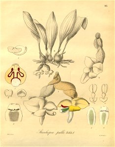 Stanhopea pulla - Xenia vol. 3 pl. 205 (1900). Free illustration for personal and commercial use.