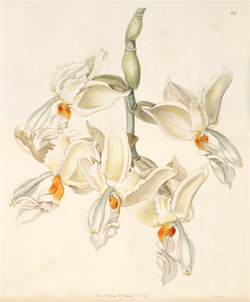 Stanhopea inodora - Edwards v. 31 (N.S 8) pl. 65 (1845)