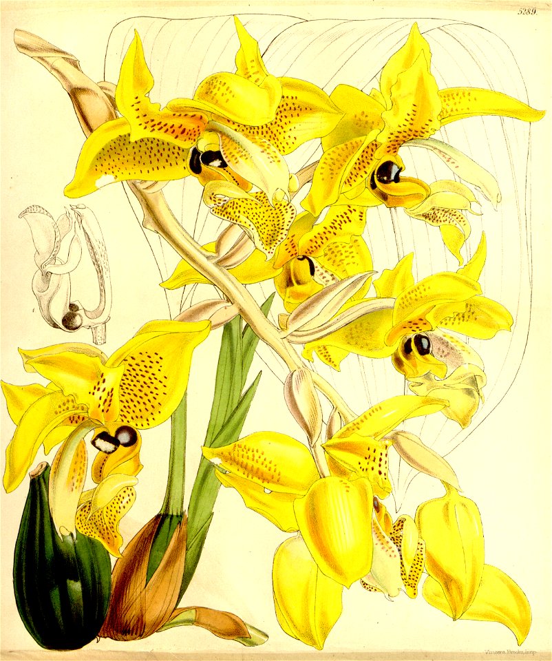 Stanhopea wardii - Curtis vol. 88 (ser. 3 no. 18) pl. 5289 (1862)