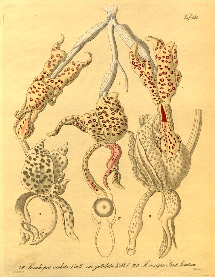 Stanhopea guttulata (as Stanhopea oculata var. guttulata) and Stanhopea insignis-Xenia 2-164 (1874). Free illustration for personal and commercial use.