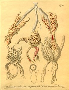 Stanhopea guttulata (as Stanhopea oculata var. guttulata) and Stanhopea insignis-Xenia 2-164 (1874)