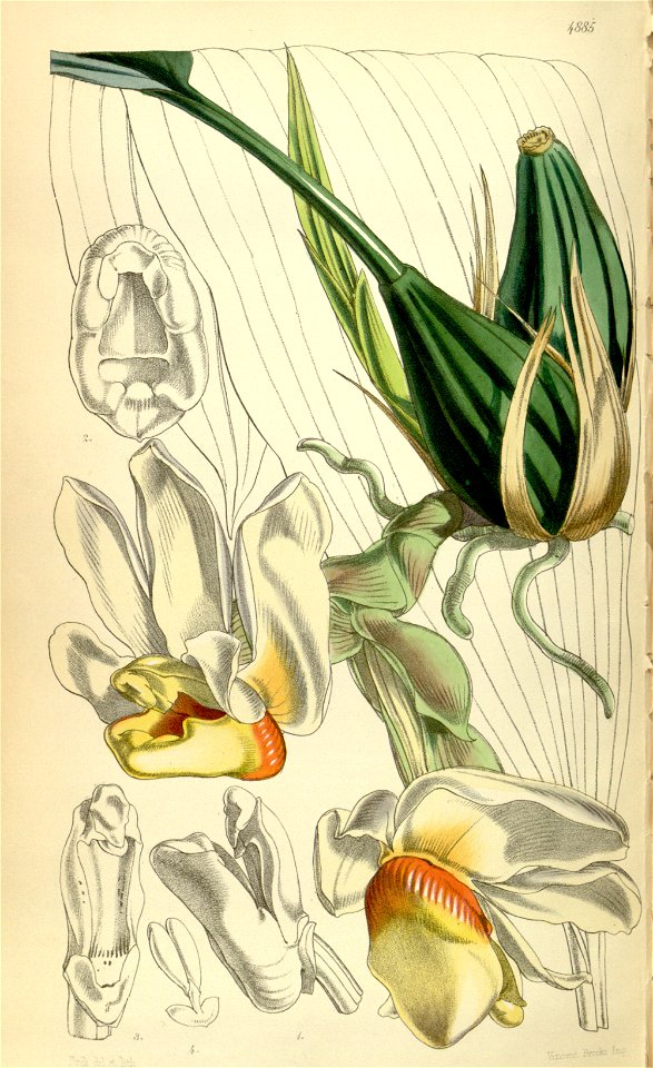 Stanhopea ecornuta - Curtis v. 81 (ser. 3 no 11) pl 4885 (1855)