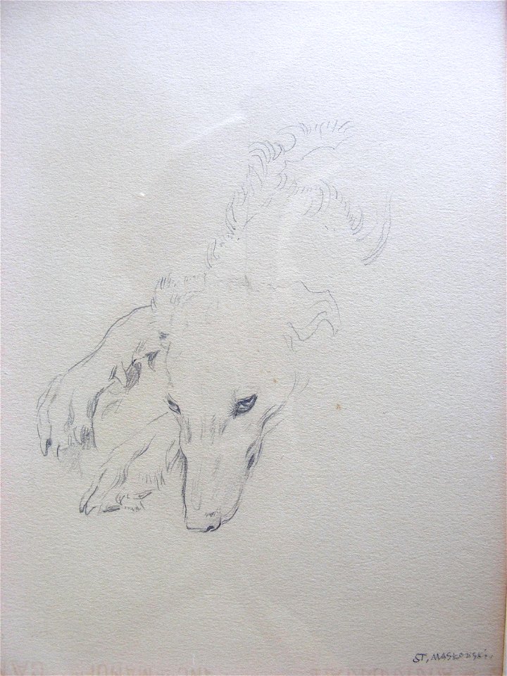 Stanislaw Maslowski - Greyhound's head, drawing, 1897 (in collection of artist's family)