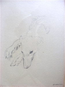 Stanislaw Maslowski - Greyhound's head, drawing, 1897 (in collection of artist's family)