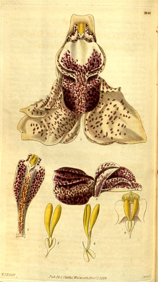 Stanhopea insignis - Curtis' 56 (N.S. 3) pl. 2948 (1829)