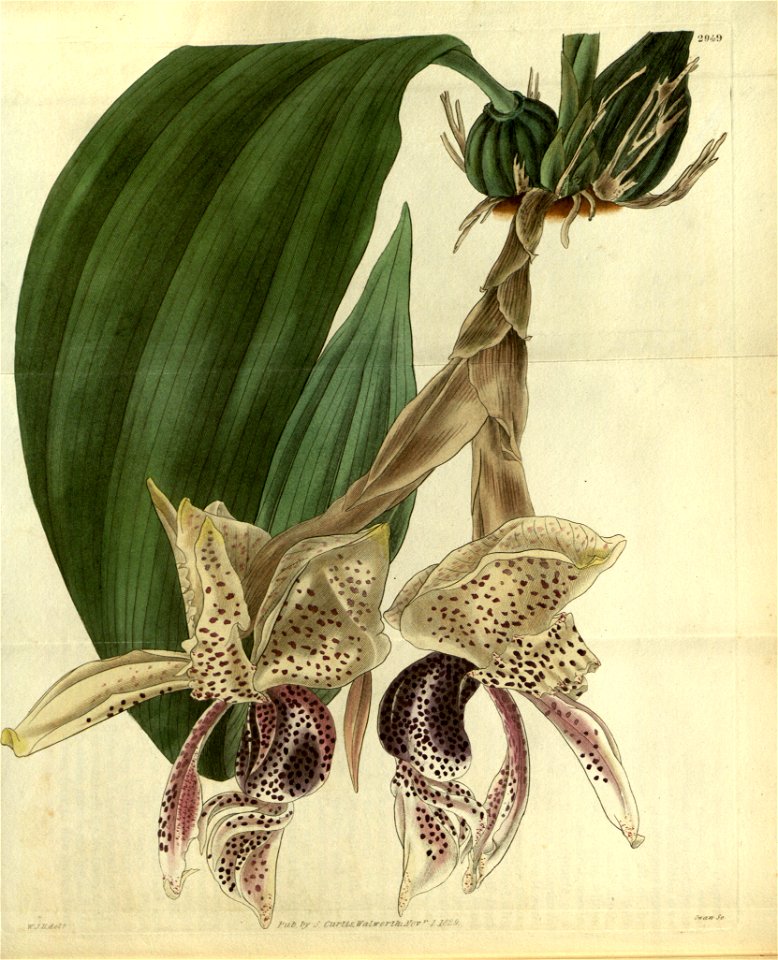 Stanhopea insignis - Curtis' 56 (N.S. 3) pl. 2949 (1829)