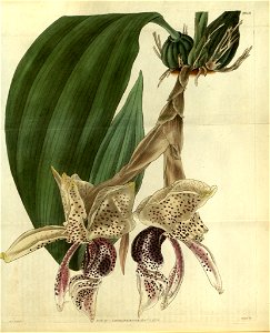 Stanhopea insignis - Curtis' 56 (N.S. 3) pl. 2949 (1829). Free illustration for personal and commercial use.