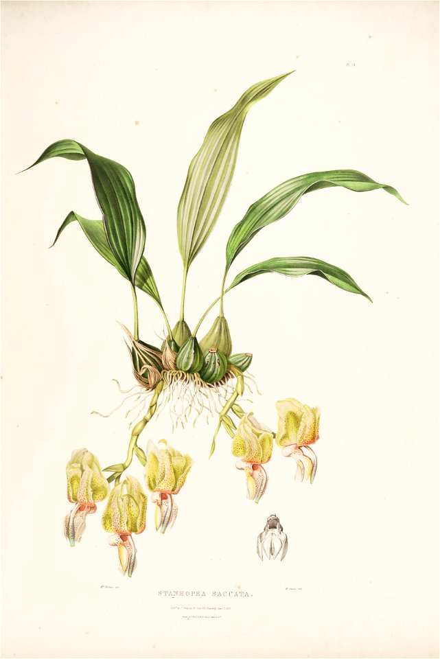 Stanhopea saccata-Bateman Orch. Mex. Guat. pl. 15 (1843)