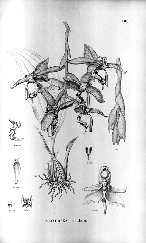 Stanhopea oculata - Flora brasiliensis 3 5 Pr.100 (1898)