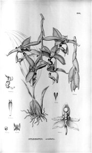 Stanhopea oculata - Flora brasiliensis 3 5 Pr.100 (1898)