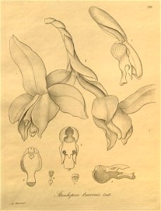 Stanhopea tricornis - Xenia vol. 3 pl. 280 (1900). Free illustration for personal and commercial use.