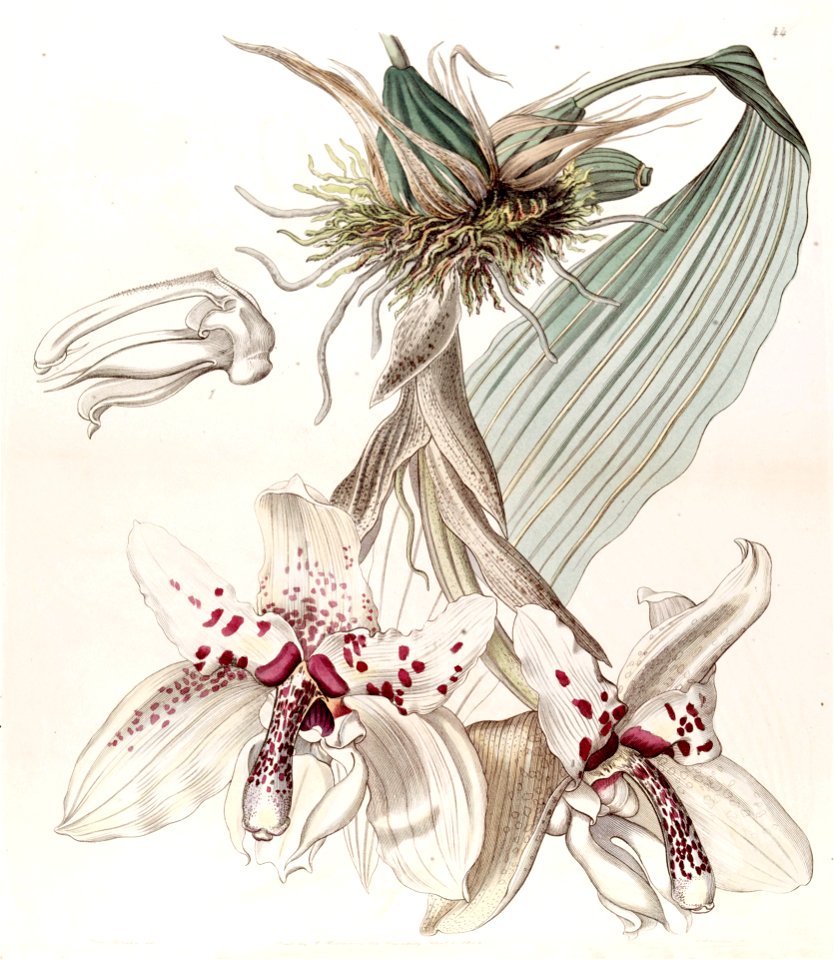 Stanhopea martiana (as Stanhopea martiana var. bicolor) - Edwards vol 29 (NS 6) pl 44 (1843)