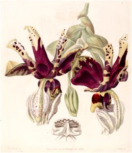 Stanhopea tigrina -Edwards vol. 25 pl. 1 (1839). Free illustration for personal and commercial use.