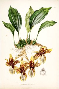 Stanhopea tigrina - Bateman Orch. Mex. Guat. - tab. VII (1837-1843)