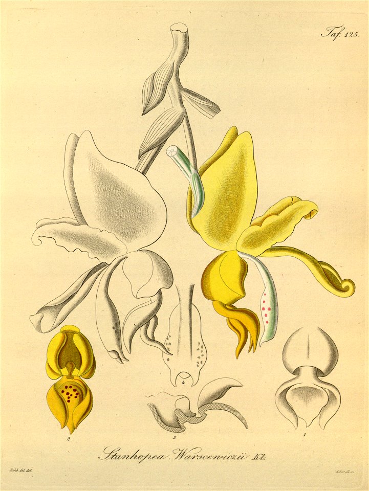 Stanhopea warszewicziana (spelled as warszewiczii) -Xenia 2-125 (1874)