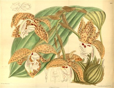 Stanhopea jenischiana (grandiflora Reichb.) - Curtis pl 8517. Free illustration for personal and commercial use.