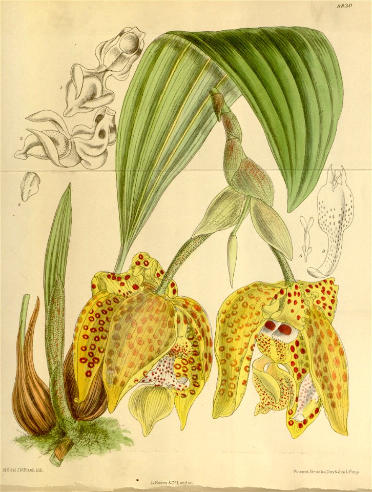 Stanhopea costaricensis - Curtis 146 (ser, 4 no. 16) pl. 8830 (1920)
