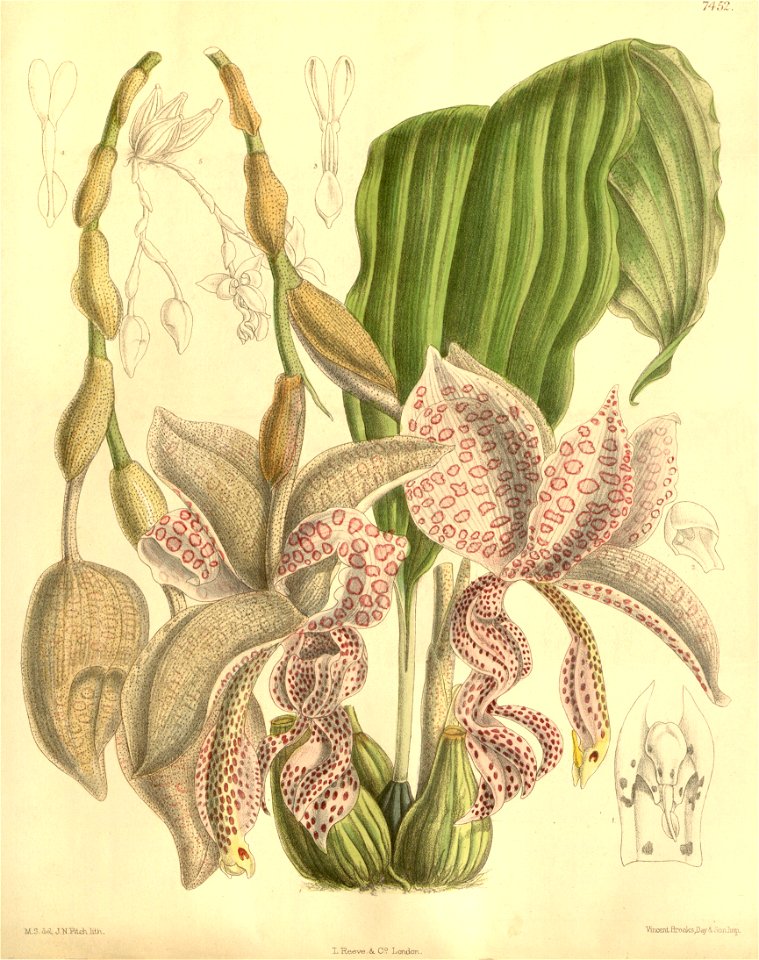 Stanhopea haseloffiana or Stanhopea haseloviana - Curtis' 122 (Ser. 3 no. 52) pl. 7452 (1896)
