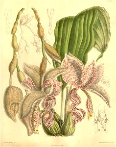 Stanhopea haseloffiana or Stanhopea haseloviana - Curtis' 122 (Ser. 3 no. 52) pl. 7452 (1896). Free illustration for personal and commercial use.