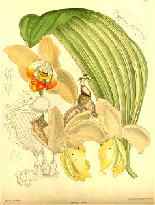 Stanhopea tricornis (as Stanhopea convoluta) - Curtis' 139 (Ser. 4 no. 9) pl. 8507 (1913). Free illustration for personal and commercial use.