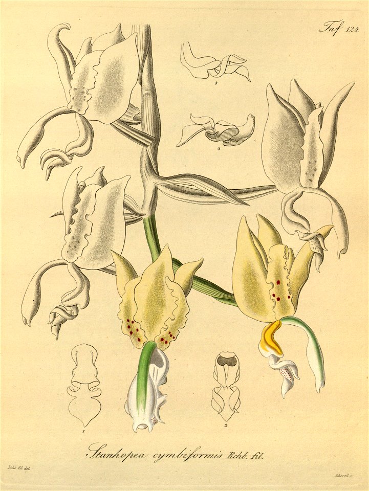 Stanhopea oculata (as Stanhopea cymbiformis) -Xenia 2-124 (1874)