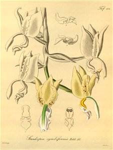 Stanhopea oculata (as Stanhopea cymbiformis) -Xenia 2-124 (1874). Free illustration for personal and commercial use.