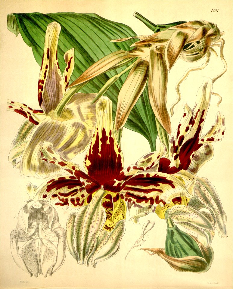 Stanhopea tigrina - Curtis v. 71 (ser. 3 no. 1) pl. 4197 (1845)