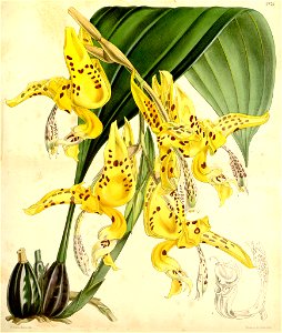 Stanhopea bucephalus (= oculata) Curtis v 87 pl. 5278 (1861)