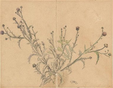 Stanisław Masłowski (1853-1926), Oset (Thistle), pencil and watercolor on cardboard, ca 1876-1878