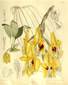 Stanhopea peruviana - Curtis' 138 (Ser. 4 no. 8) pl. 8417 (1912). Free illustration for personal and commercial use.