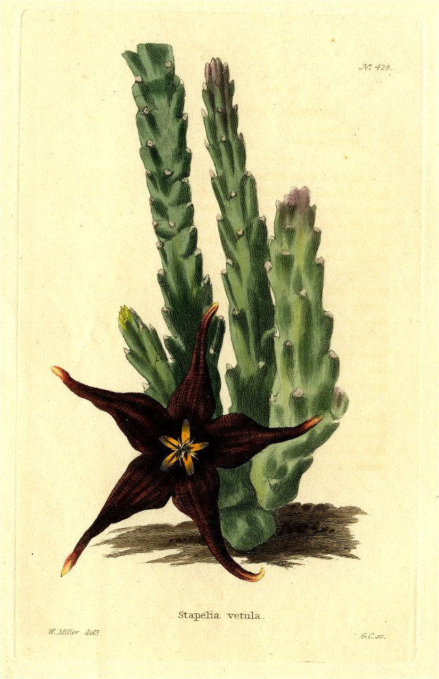 Stapelia vetula Loddiges 428 W Miller delt GC sculpt