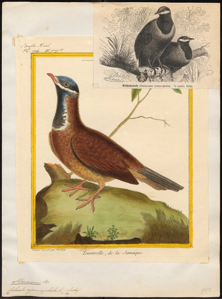 Starnoenas cyanocephala - 1700-1880 - Print - Iconographia Zoologica - Special Collections University of Amsterdam - UBA01 IZ15600253