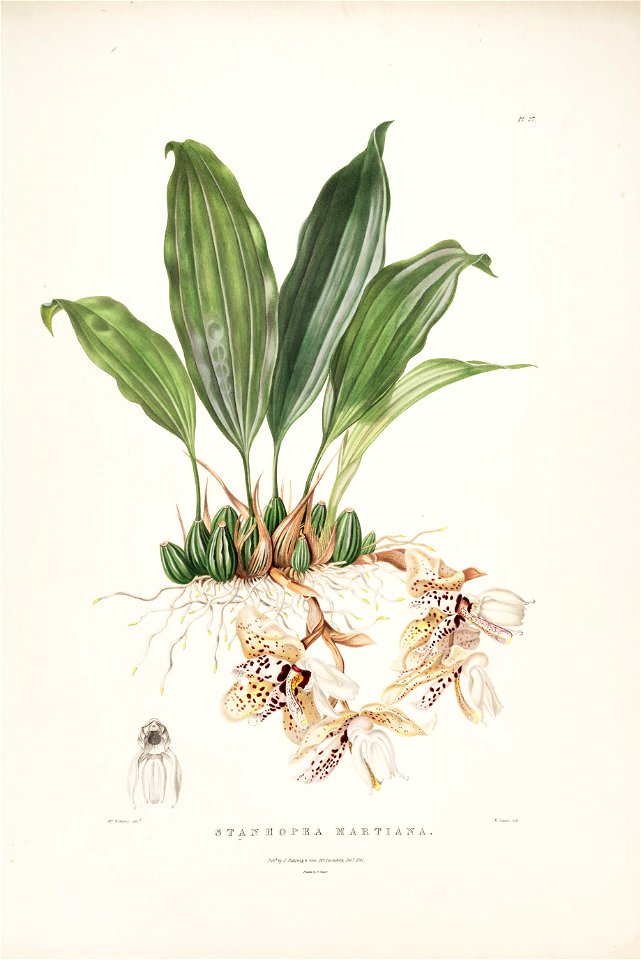 Stanhopea martiana - Bateman Orch. Mex. Guat. pl. 27 (1842)