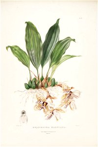 Stanhopea martiana - Bateman Orch. Mex. Guat. pl. 27 (1842)
