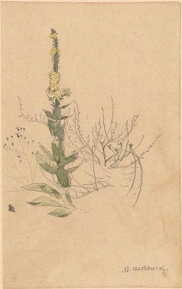 Stanisław Masłowski (1853-1926), Dziewanna (Mullein - Velevet plant), pencil and watercolor on paper, ca 1875