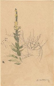 Stanisław Masłowski (1853-1926), Dziewanna (Mullein - Velevet plant), pencil and watercolor on paper, ca 1875